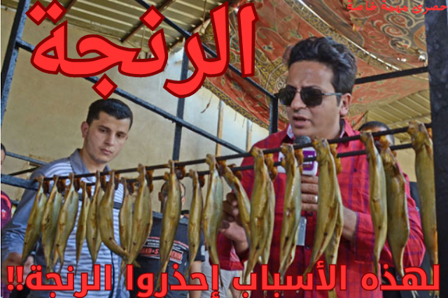 الرنجة