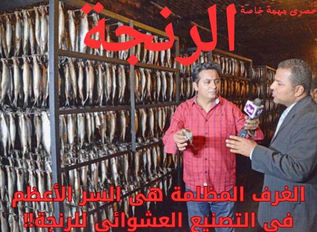 الرنجة