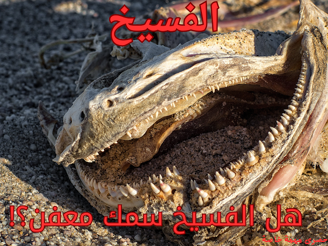 الفسيخ