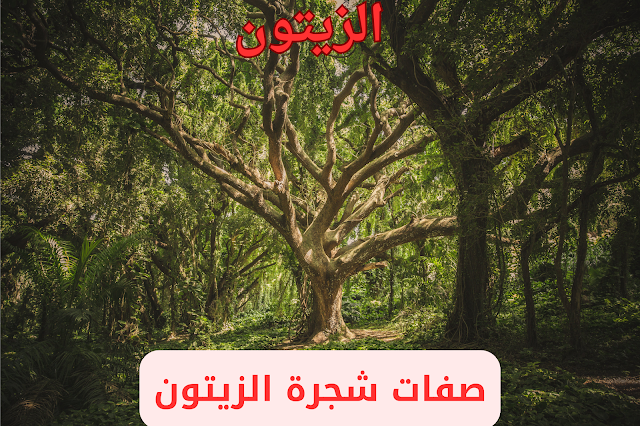 الزيتون الزيتون
