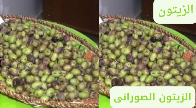الزيتون الزيتون
