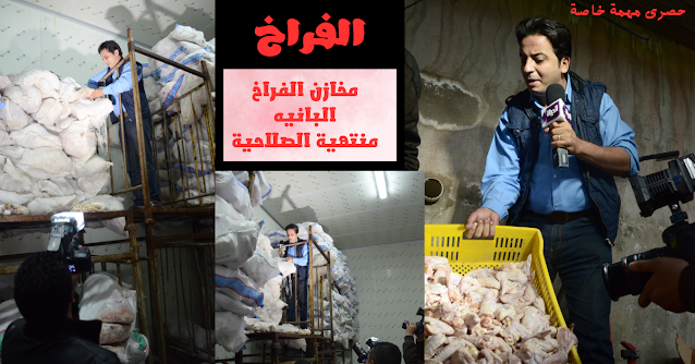 الفراخ الفراخ